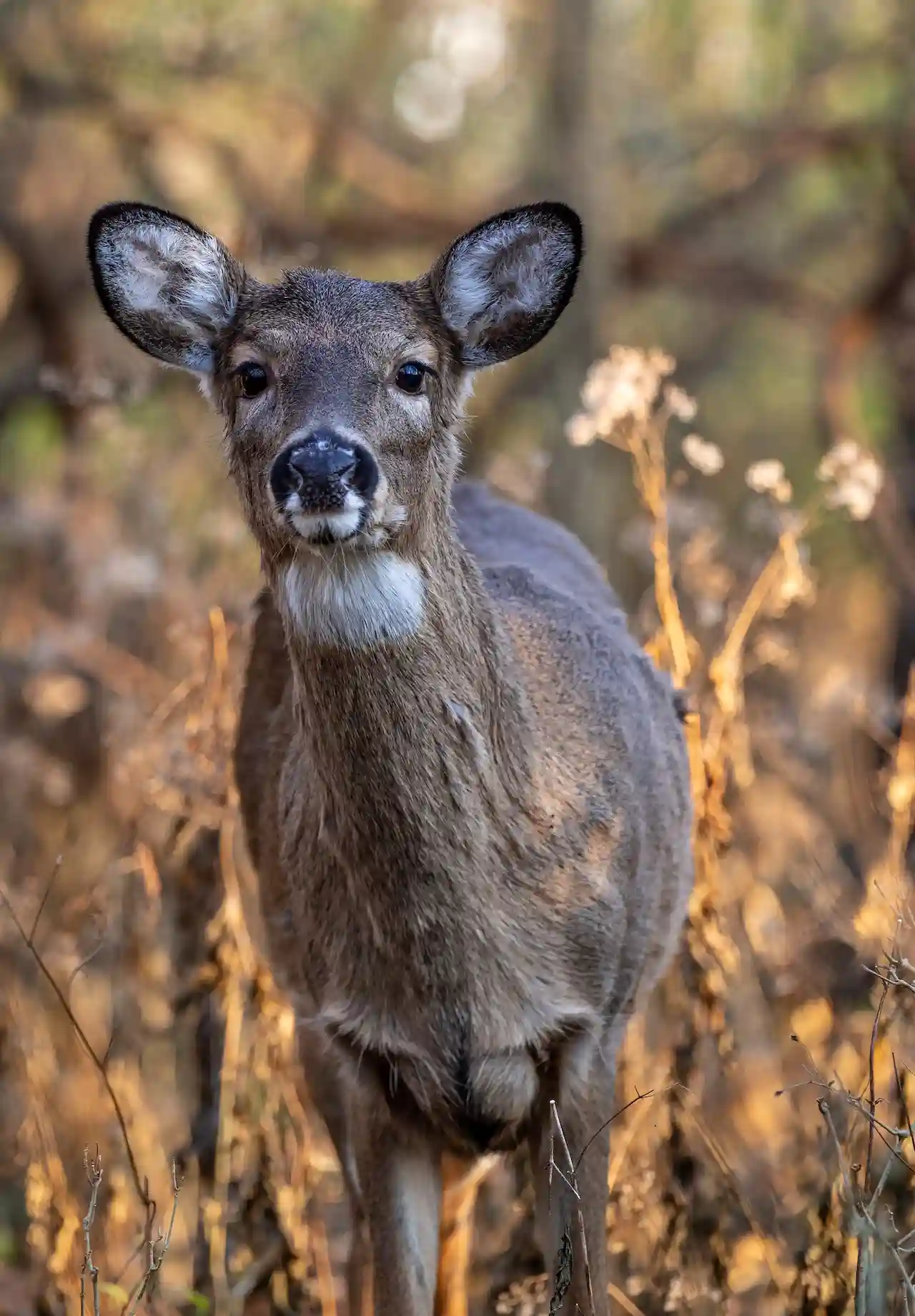 scouting deer with poop