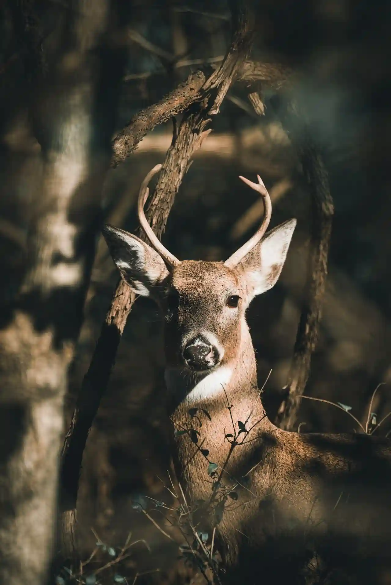 how to track deer with poop