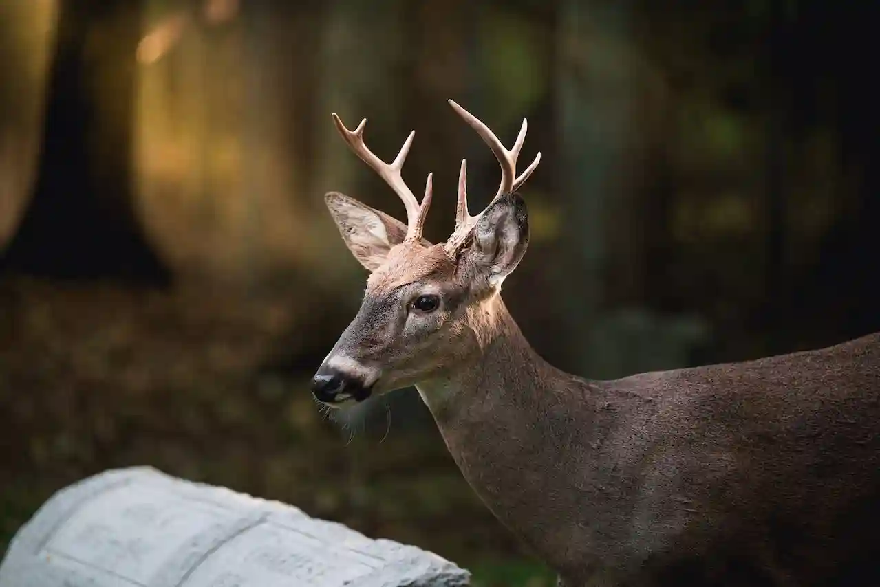 tips for recurve bow deer hunteres