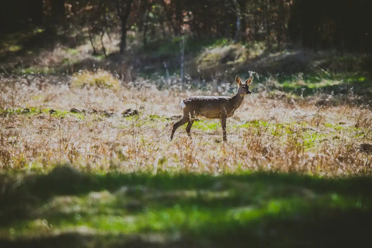 tracking deer with poop