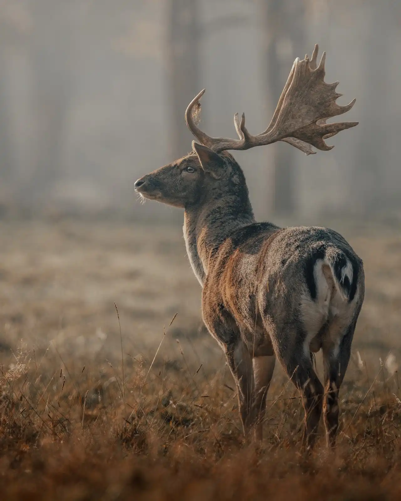 deer poop for tracking deer