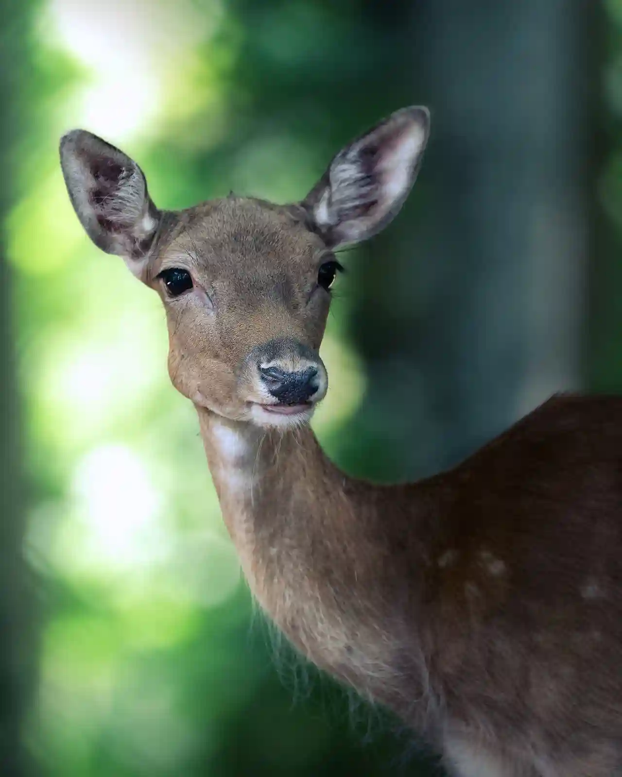 bow hunting deer