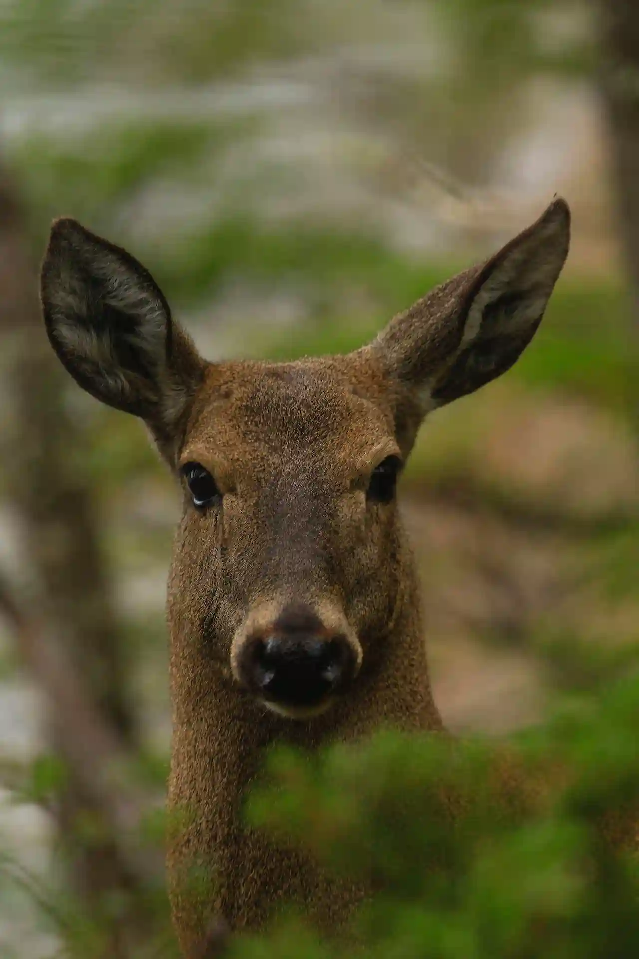 bow hunting deer