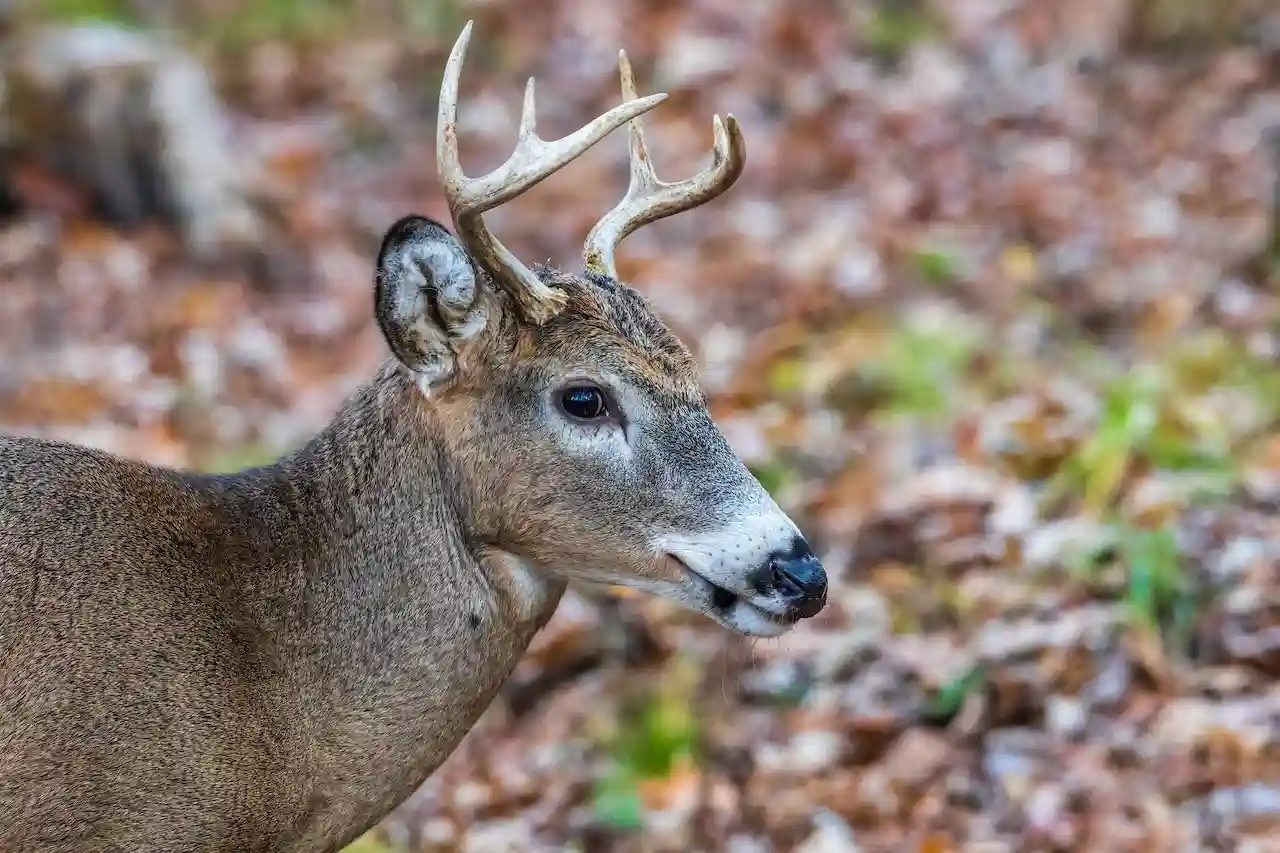 deer speed for deer hunters