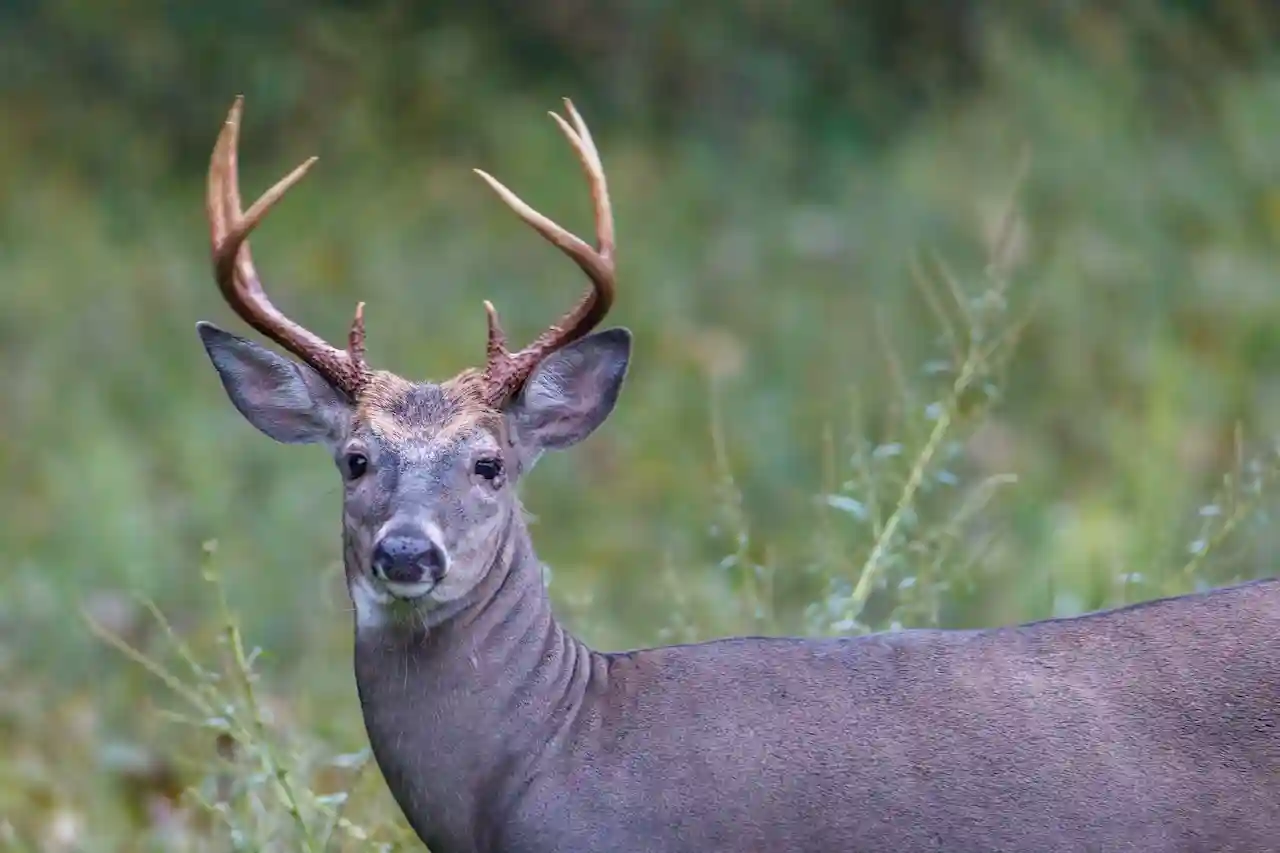 deer speed facts for hunters