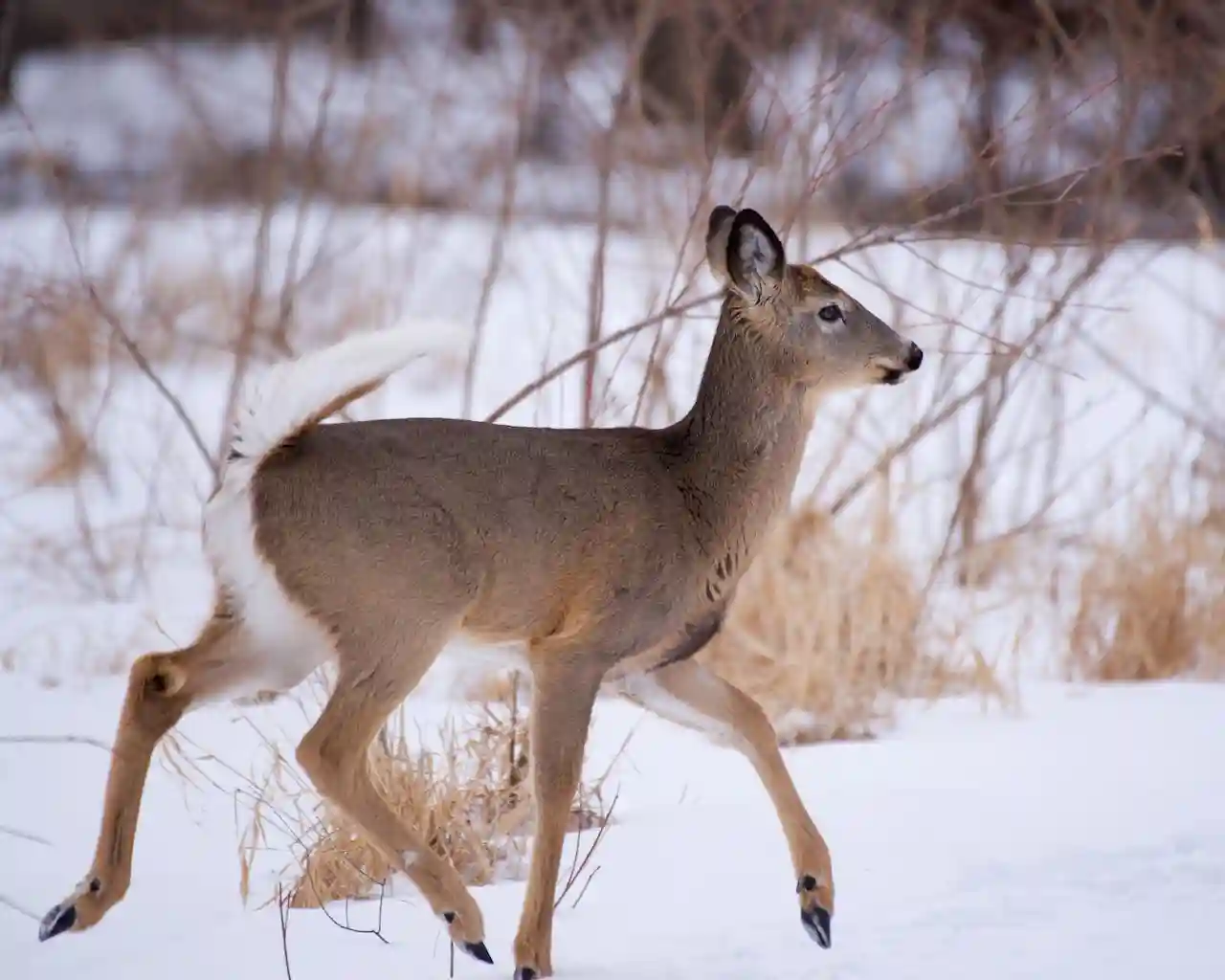 how to use bow sights for deer hunting