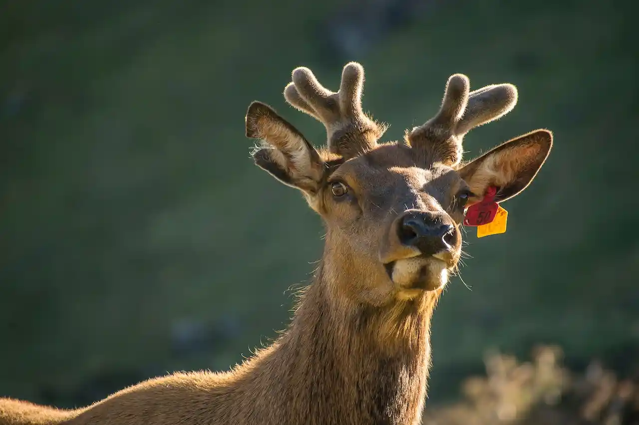 bow sights deer hunting