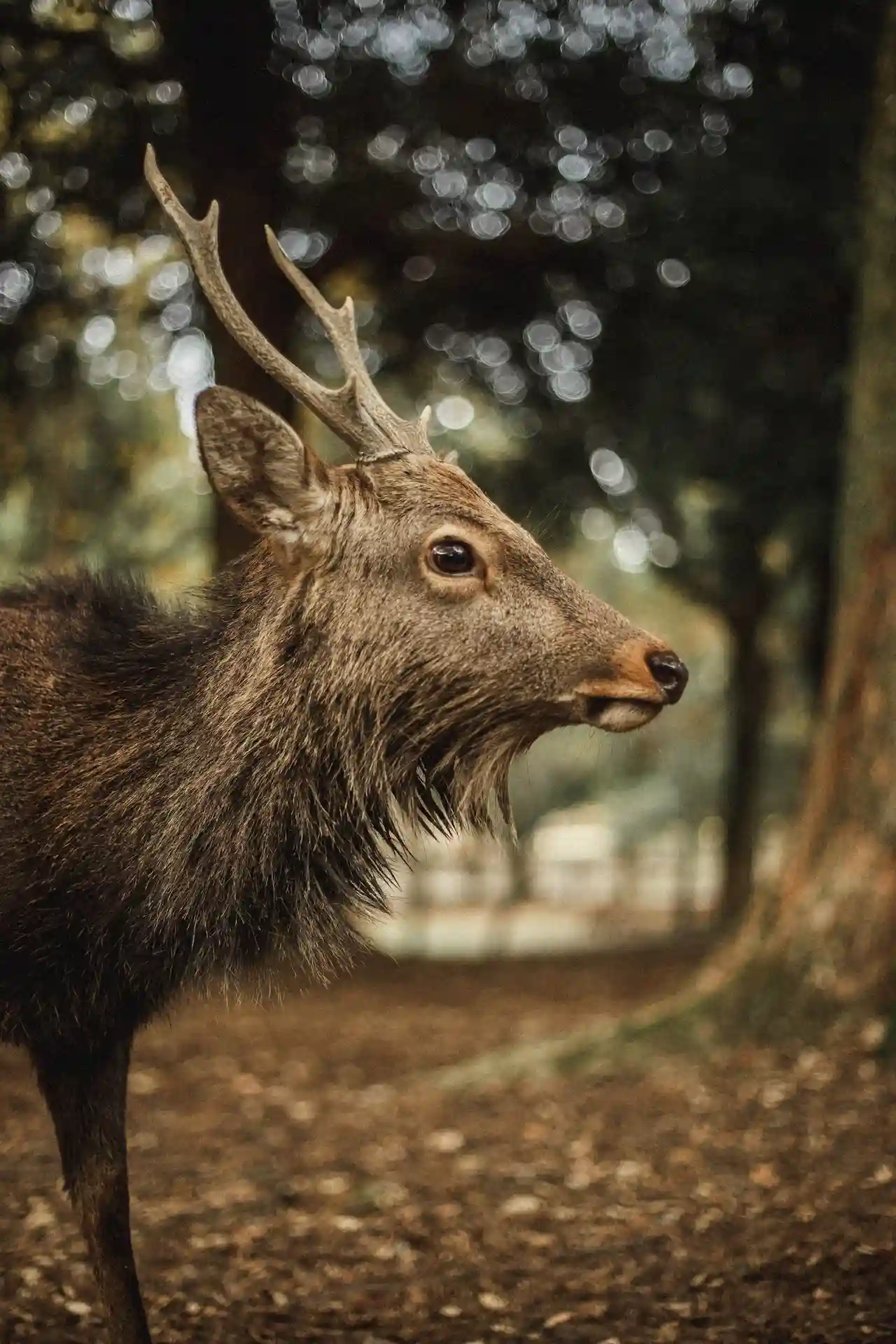 bow sights for deer hunting