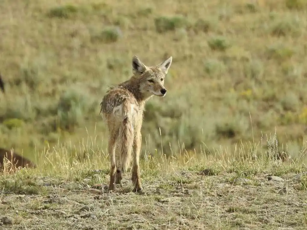 how do coyote communicate