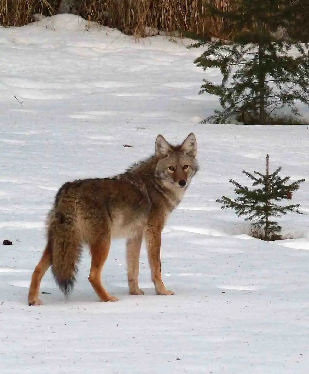 hunting coyote 