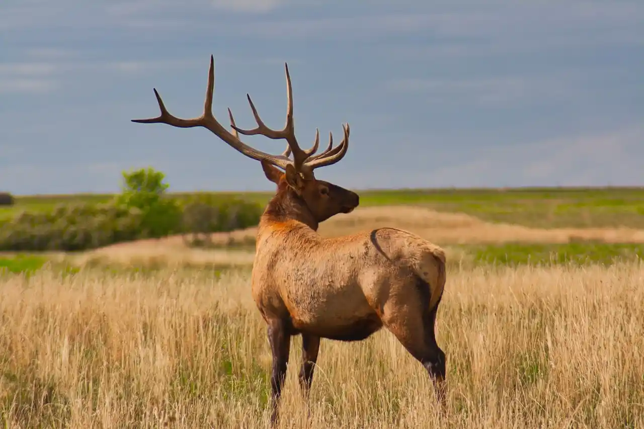 types of compound bow releases for hunting