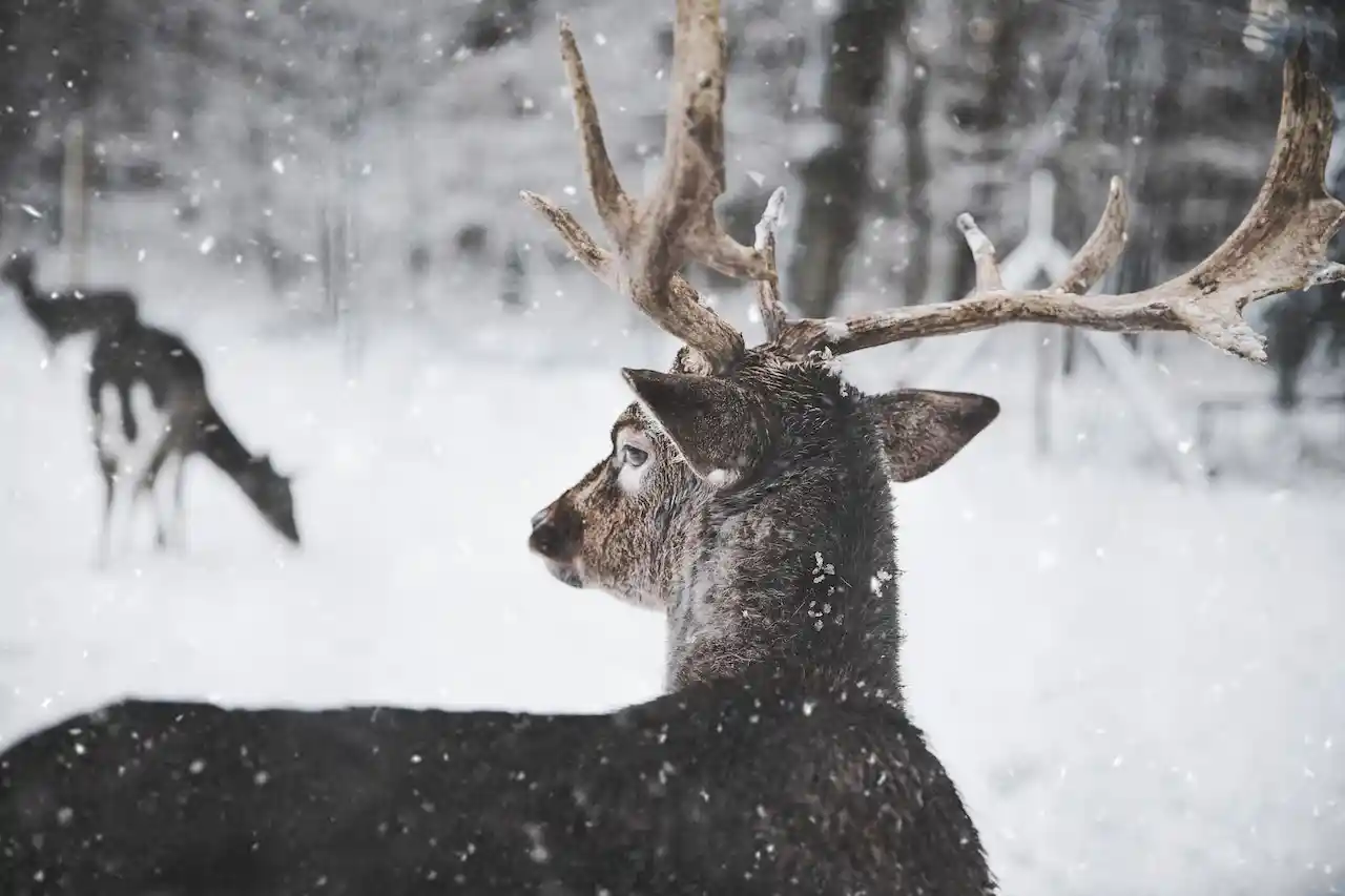 crossbow accessories for deer hunters