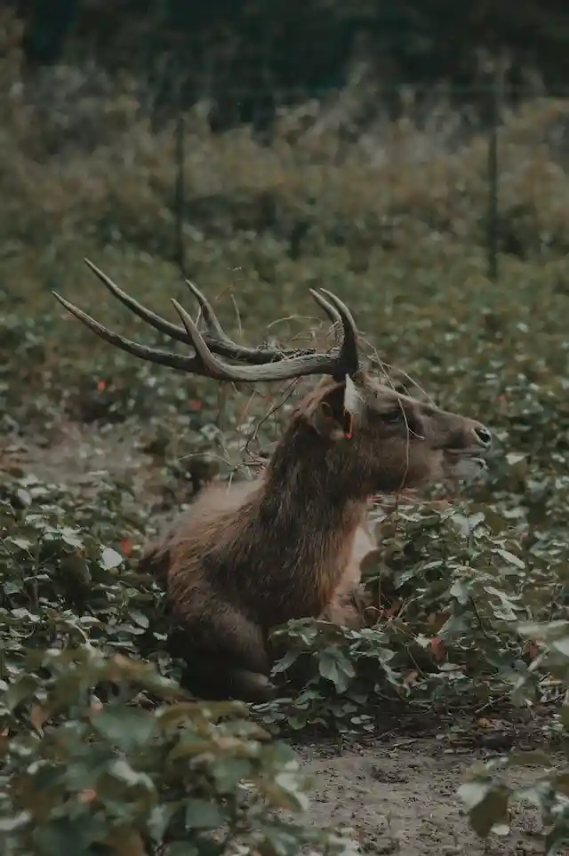deer hunters crossbow types