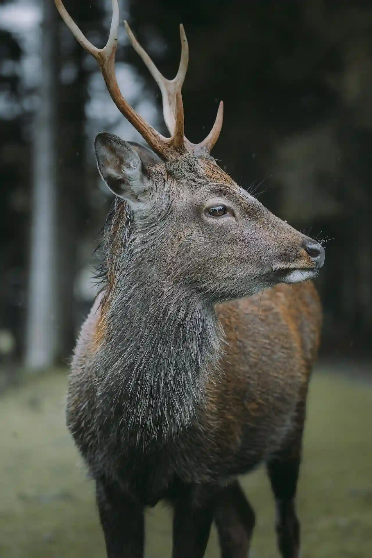 Crossbow Hunting Tips for deer