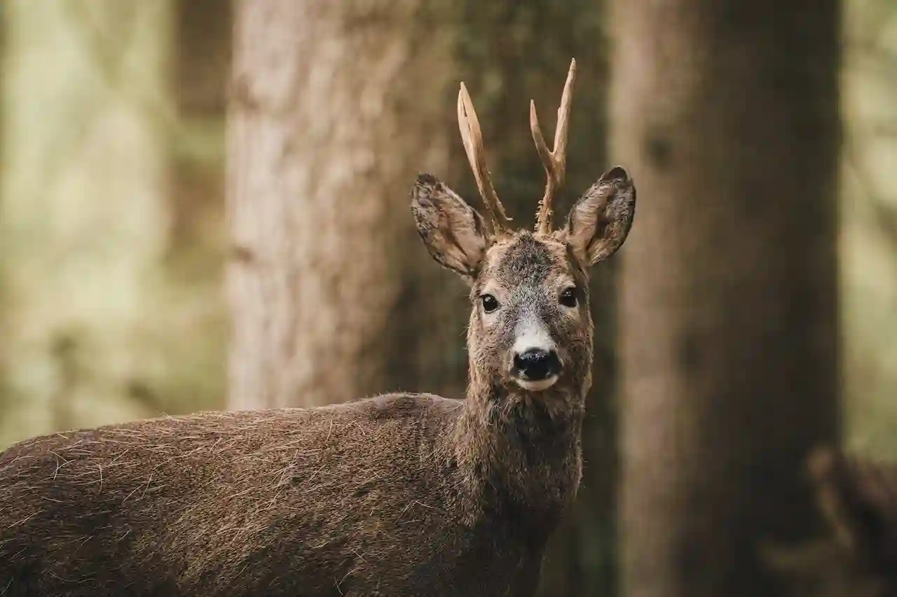 best crossbow brand options for deer hunters