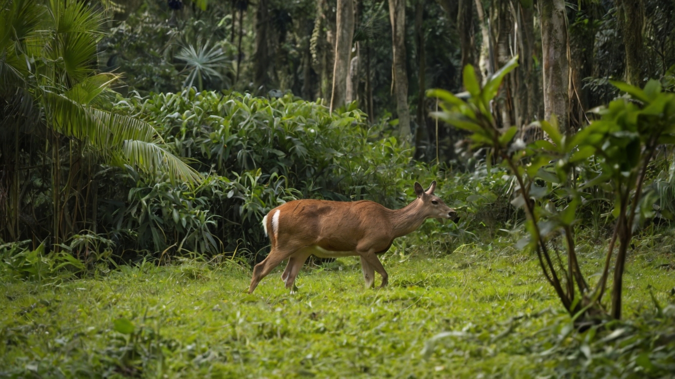 hunting deer